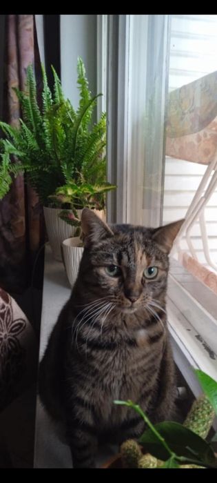 Bura Kotka Szuka Dobrego Domu Wysterylizowana