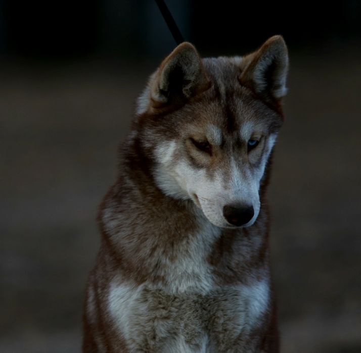 Sunia Siberian Husky FCI