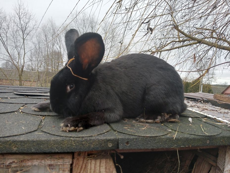 Samice królika duże