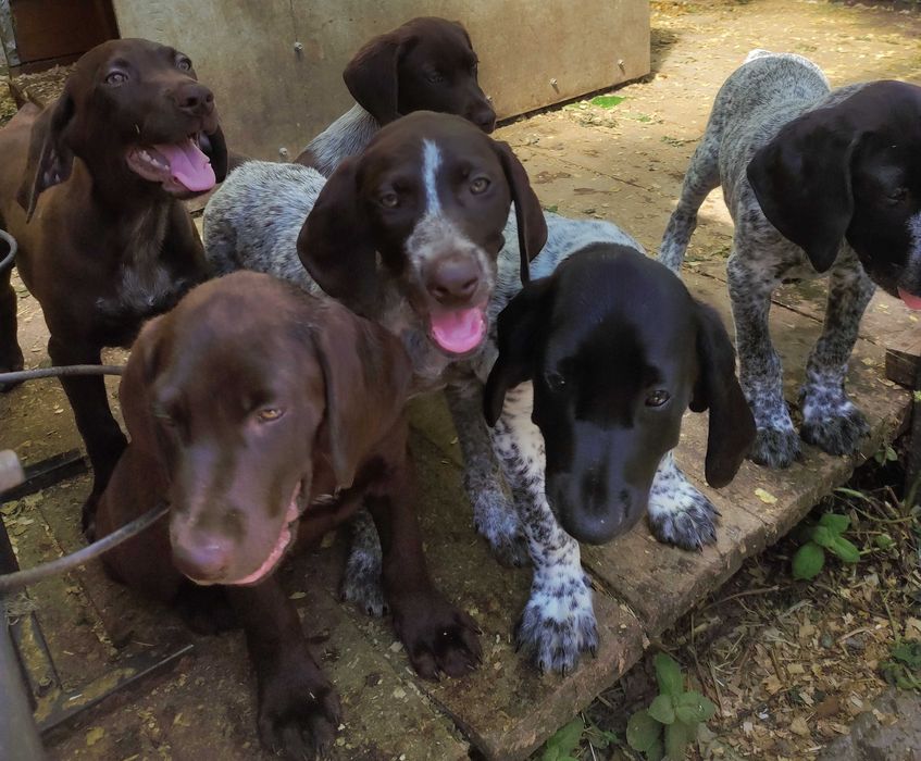 цуценята курцхаар