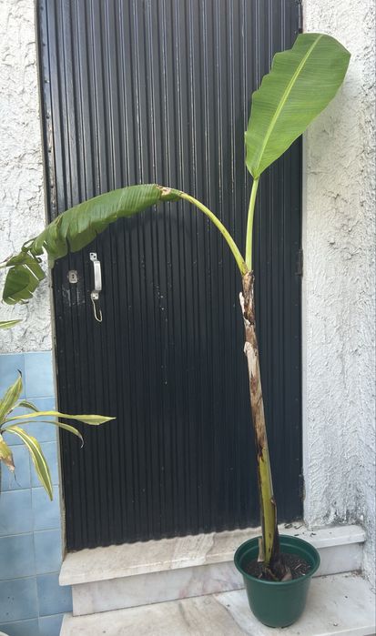 Bananeiras em vaso
