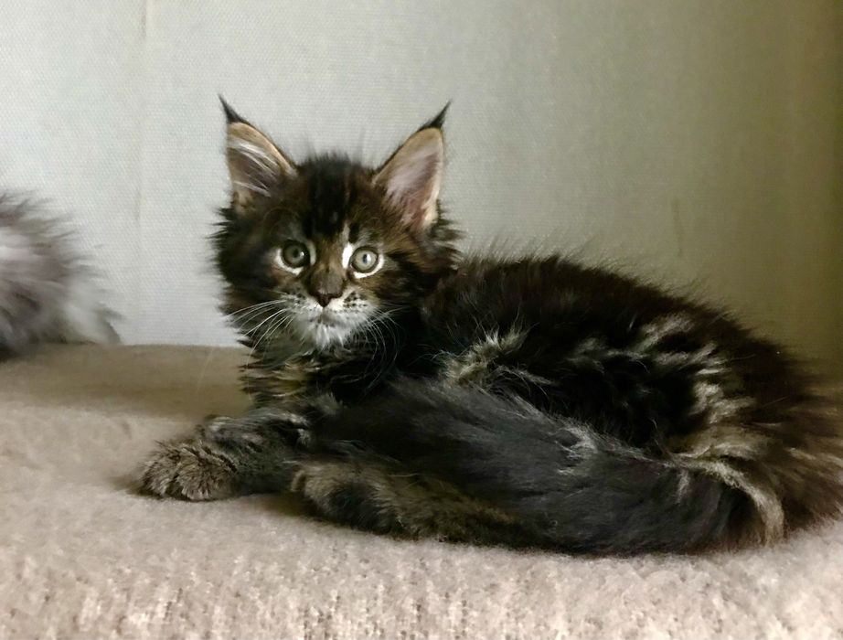 Мейн кун , дівчинка