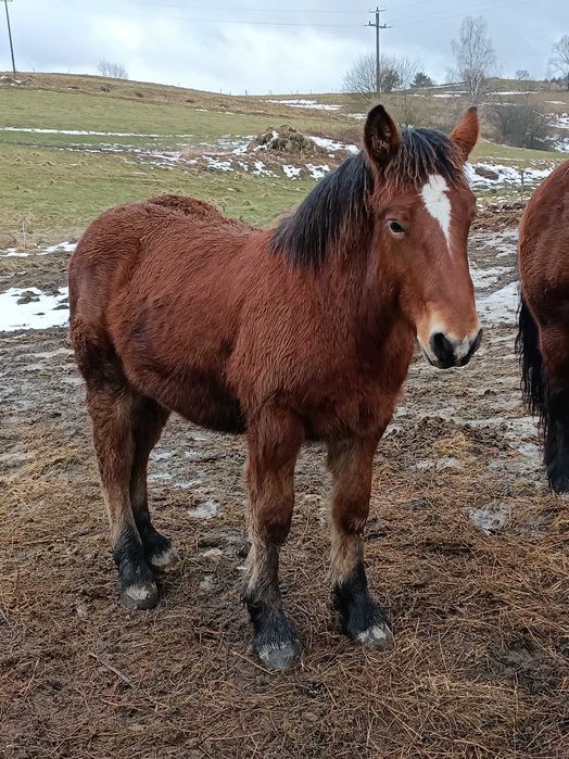 Źróbek zimnokrwisty ogierek