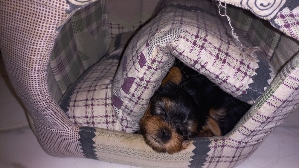 Цуценятки йоркширського тер'єра хлопчик та дівчинка