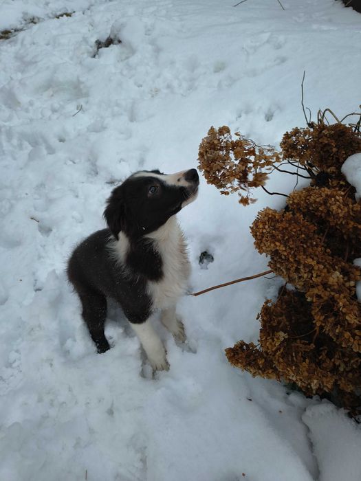 Border collie - OSTATNI PIESEK