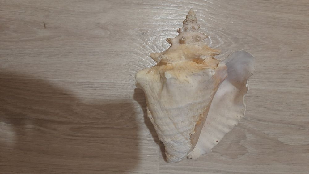 Велика океанська мушля, ракушка.