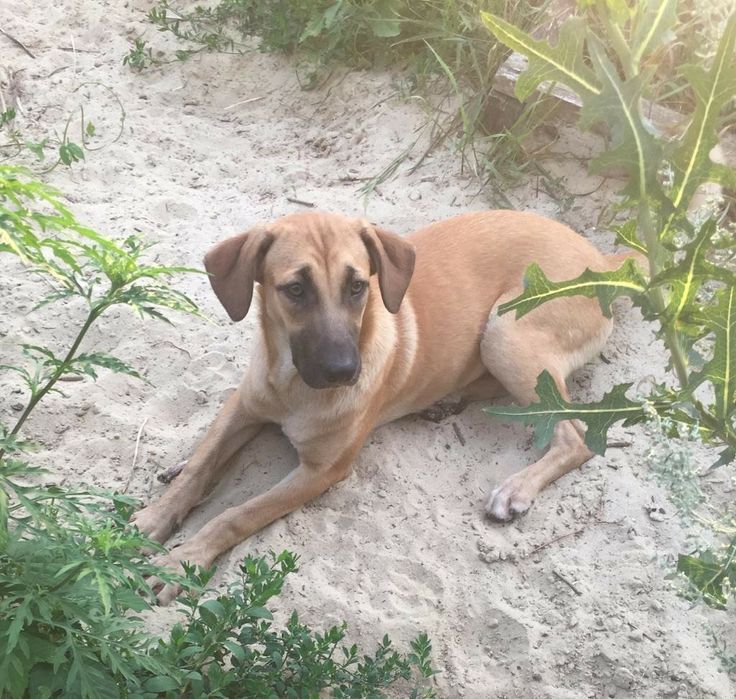 Отдам даром в хорошие руки