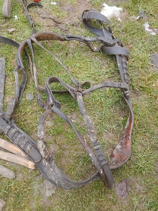 Janczary kona uprzosz