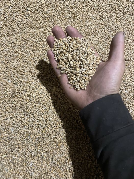 Продам пшиницю ячмінь