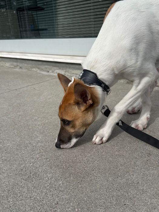 Cão bebé para adoção responsável