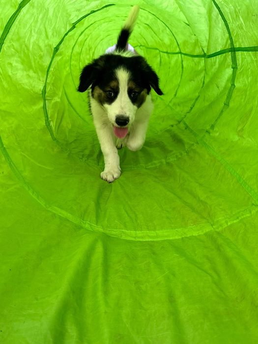 Border Collie Szczeniak pies rezerwacja