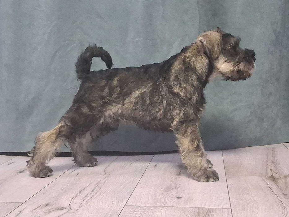 Цуценята цвергшнауцера перець сіль  (Хлопчики)