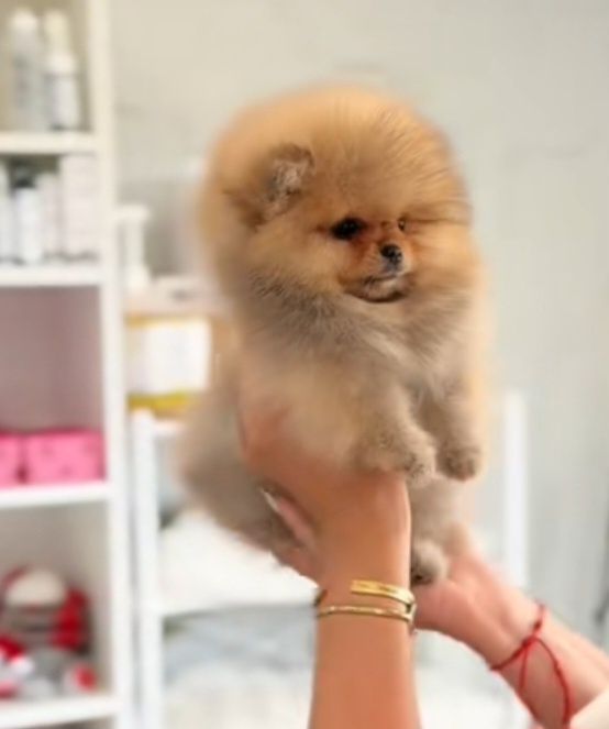 Spitz lulu  Pomerânia anão linhagem russa  lindo  c/pedigree