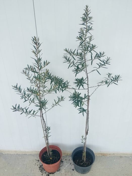 Espinheiro-Marítimo