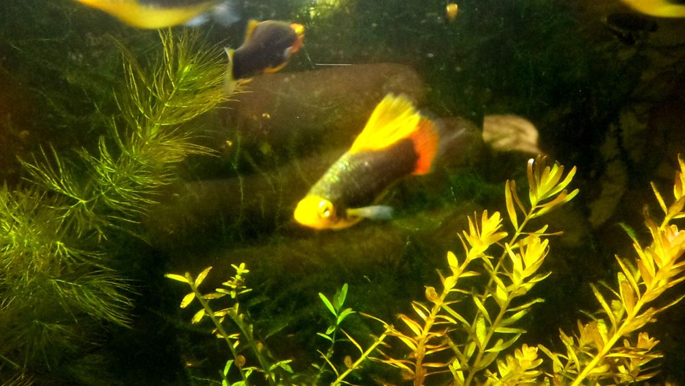 Пецилія  Чорна ,чорно ряба.