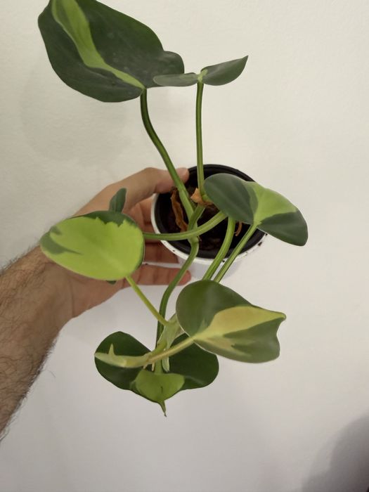 Philodendron Brasil