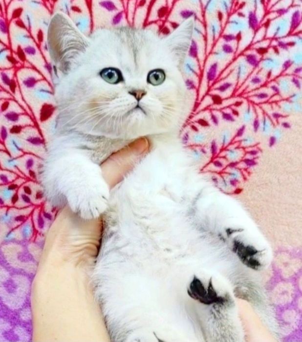 Срібна шиншила хлопчик красунчик