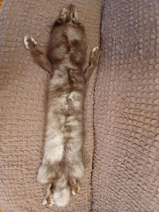 Хутро чорнобурки і куниці