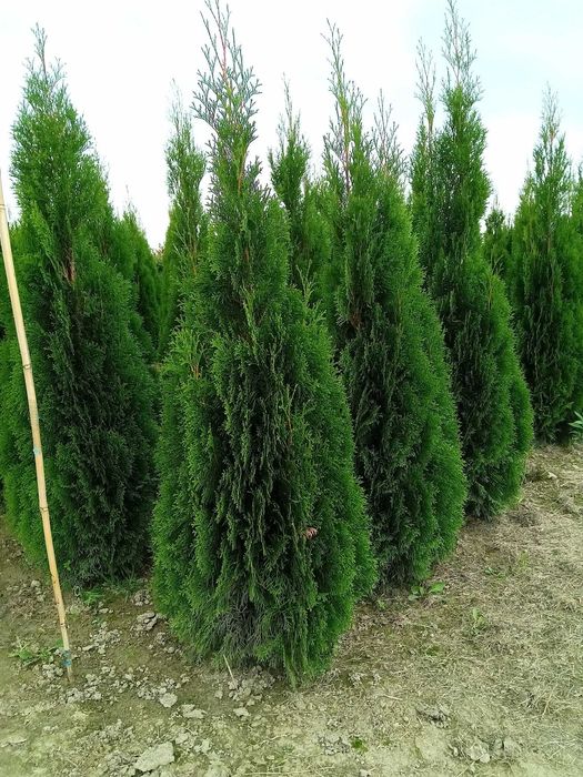Tuja Szmaragdowa - Thuja Smaragd  do 2,2m - Końskowola  Puławy Pożóg