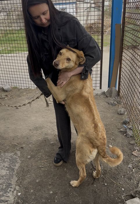 Собака безкоштовно