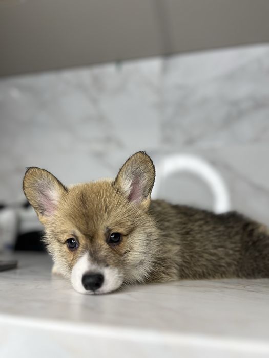 Вельш коргі пемброк КСУ