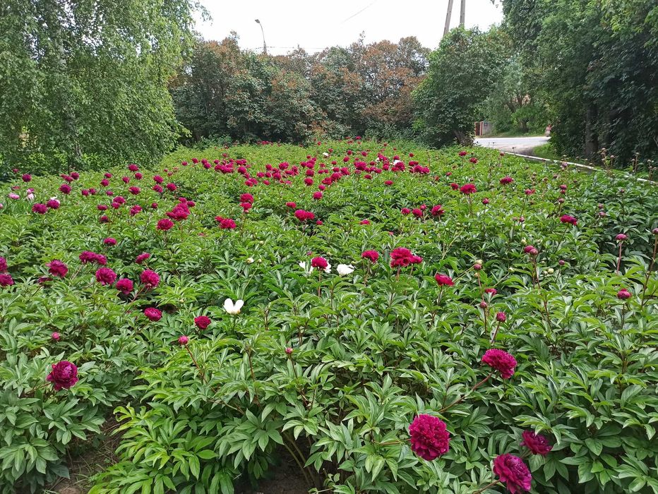 Peonie, Piwonie kłącza