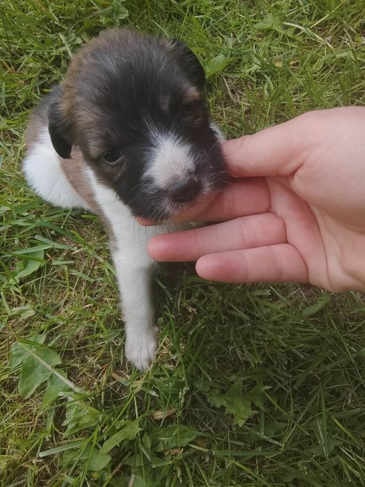 Oddam pieski w dobre ręce