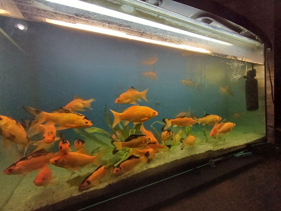 Karasie kolorowe ozdobne