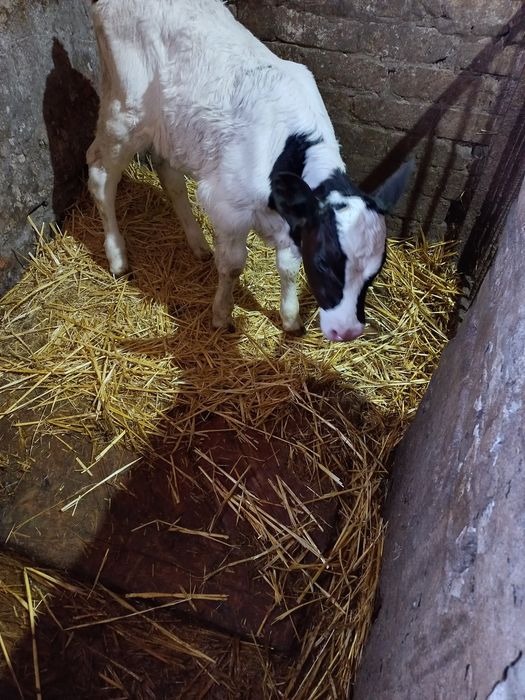 Продамо теля теличку