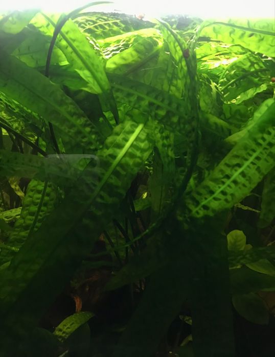 Kryptokoryna karbowana