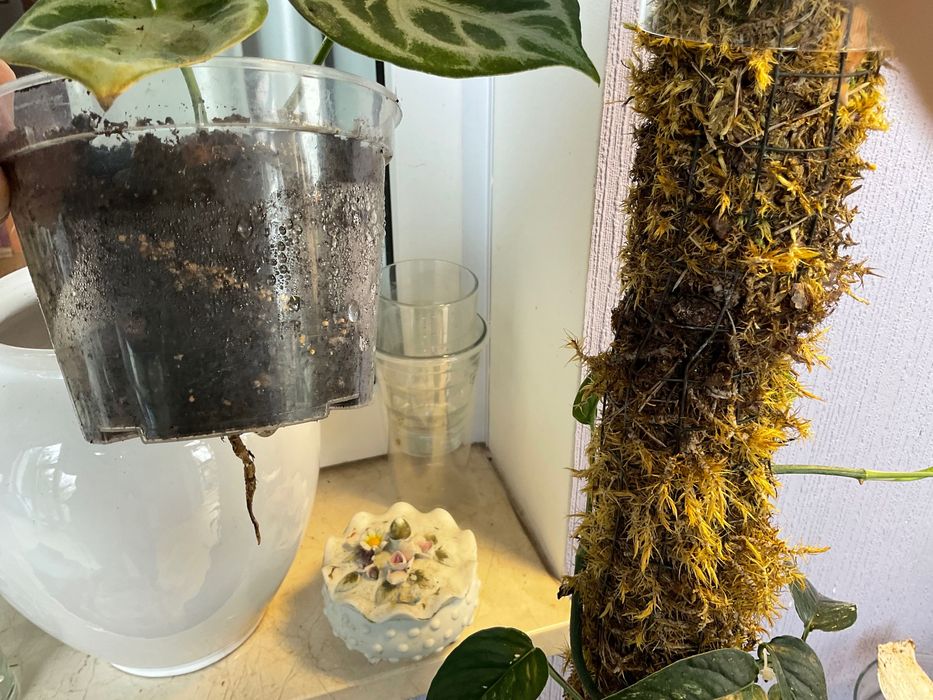 Антуріум Silver Blush.