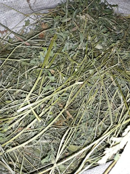 Сіно з люцерною для шиншил та кроликів