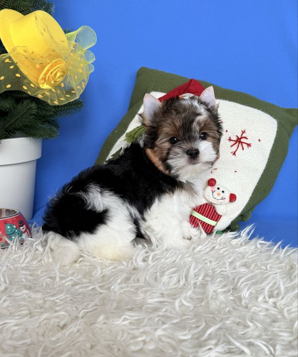 Бівер терʼєр хлопчик КСУ