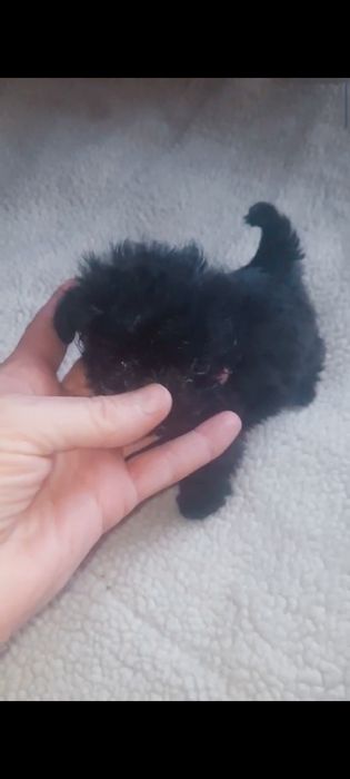 Справжі тікап мальтипу