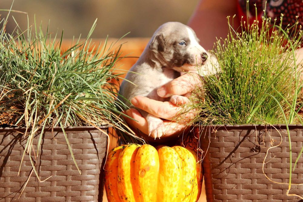 Whippet Chart angielski ZKwP/FCI śliczny piesek RANGO