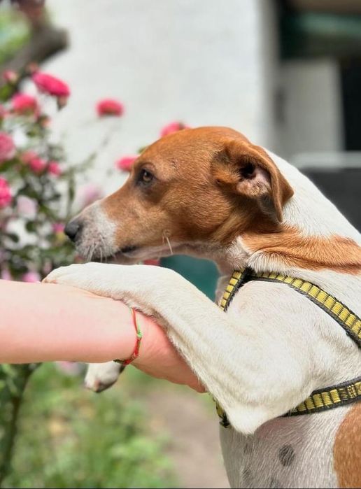 В'язка Джек Рассел Терьер
