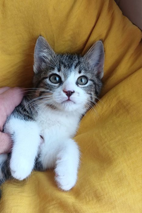 Маленькая котёнок девочка ищет дом! Котята в хорошие руки!