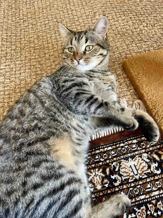 Котик в добрi руки