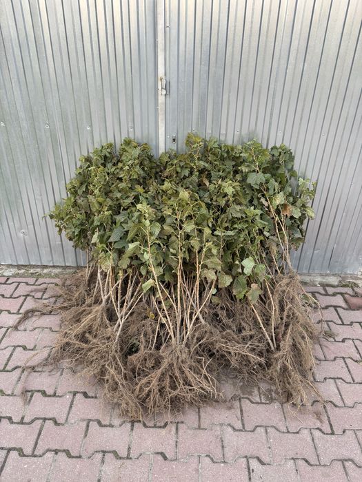 Sadzonki porzeczki czarnej