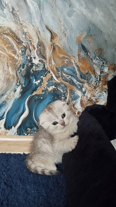 В'язка шотландець, срібна шиншила