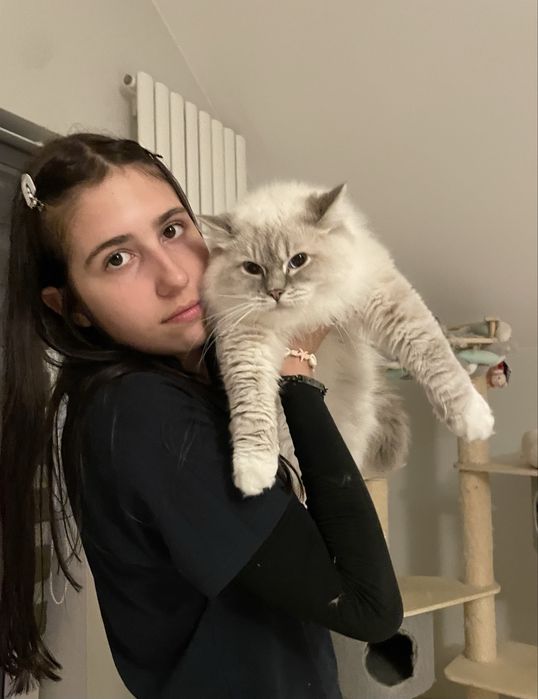 Ragdoll do hodowli Kocur