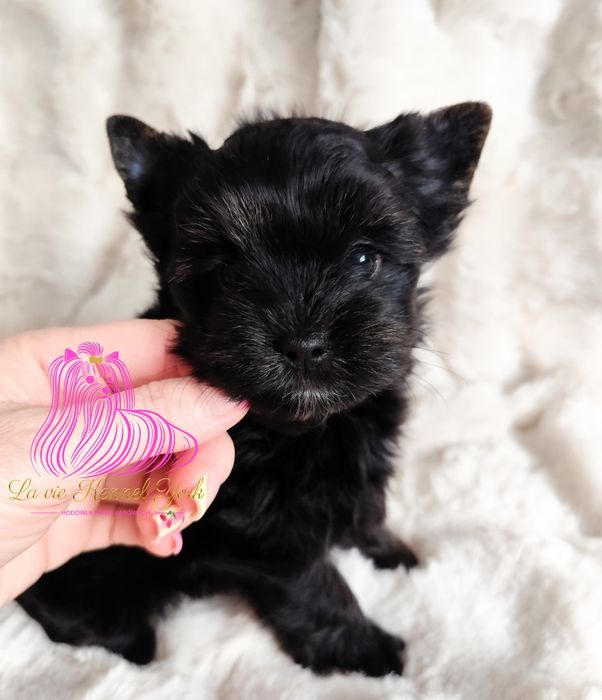 York Yorkshire Terrier suczka -dostępna