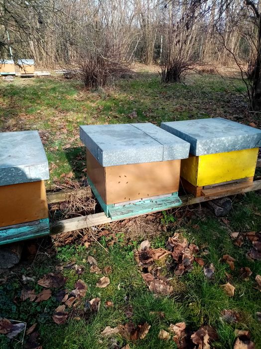 Ule z pszczołami OKAZJA!