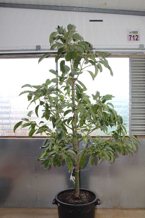 Haas Advocado tree Big 220cm