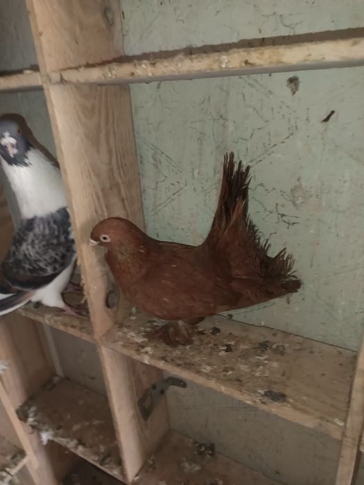 Sprzedam gołębie kaczuny 5 sztuk  MOŻLIWOŚĆ DOWOZU