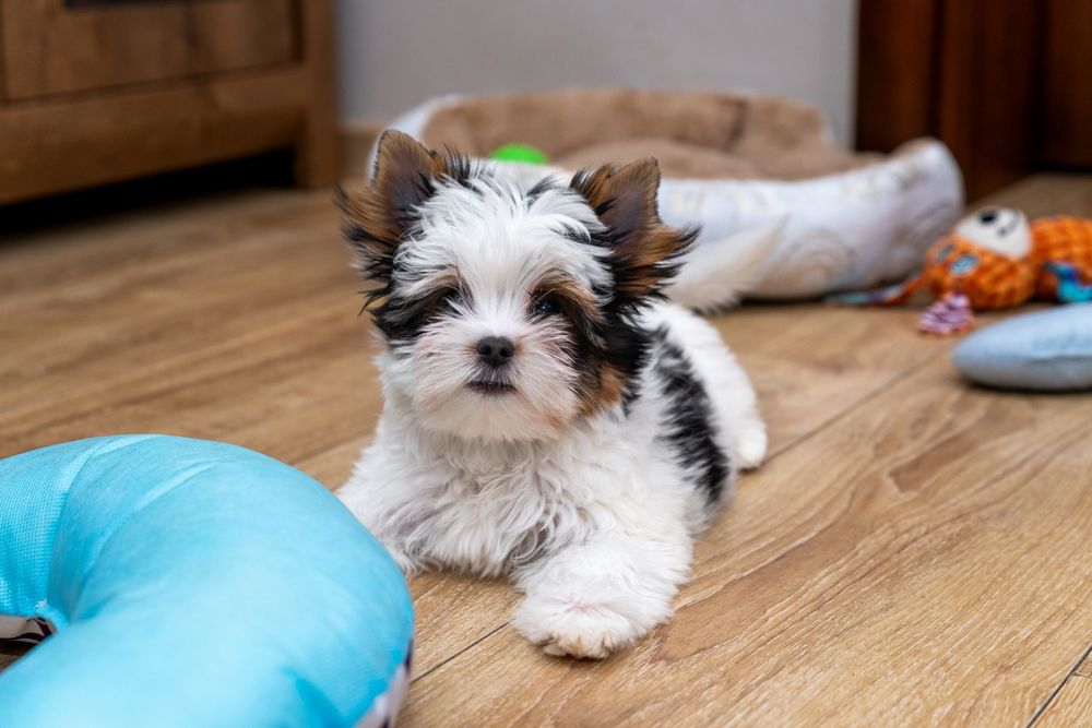 Yorkshire Terrier  Kenzo