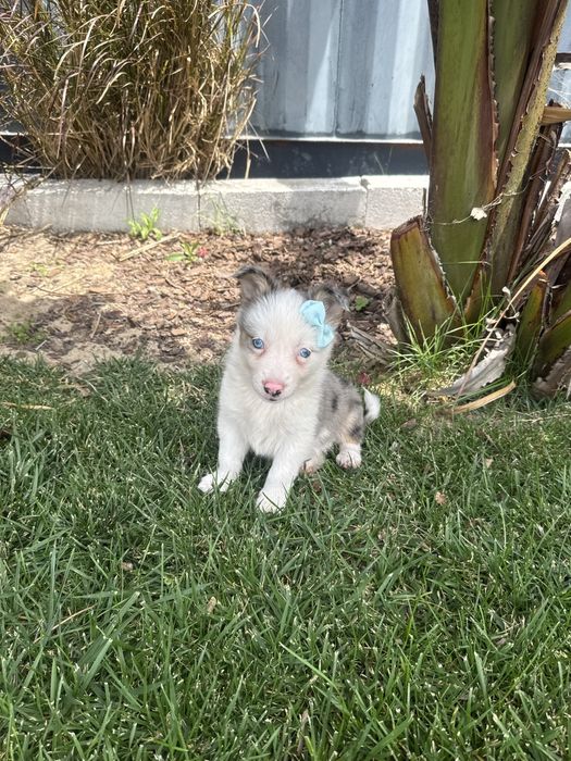 Border Collie Merle Femêa Fofinha