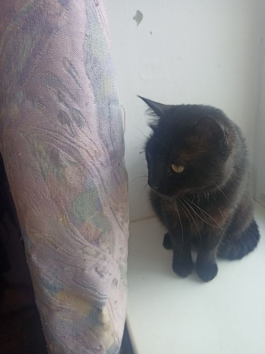 Отдам в добрые руки.