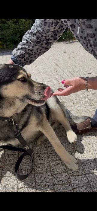 Duzy spokojny piekny pies do adopcji.