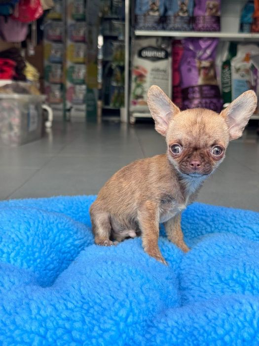 Chihuahua marle Mini